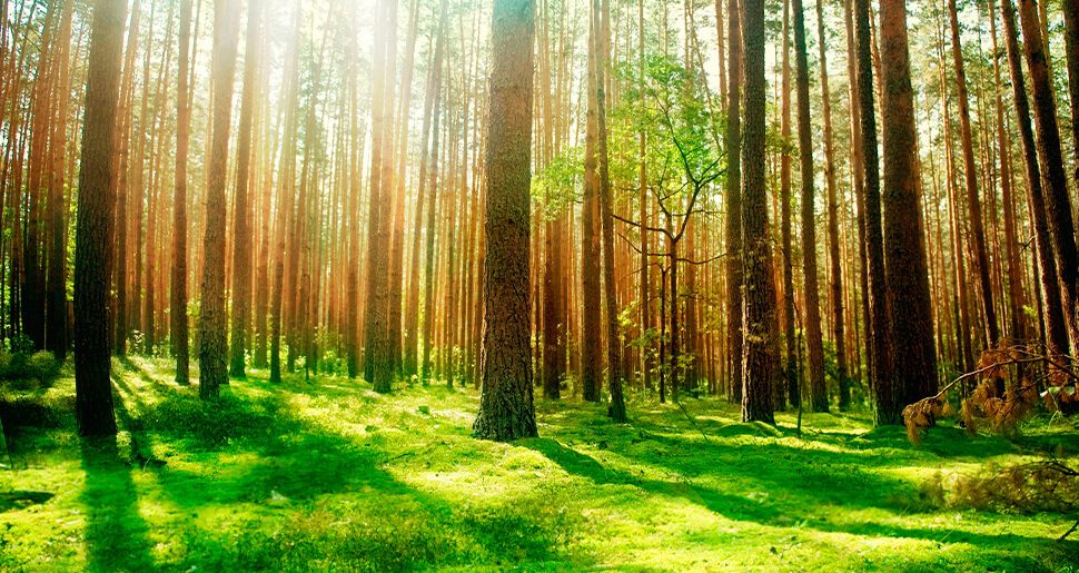 Fundamentos Doctrina Espírita