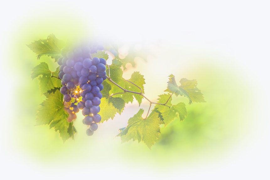fondo-uvas1
